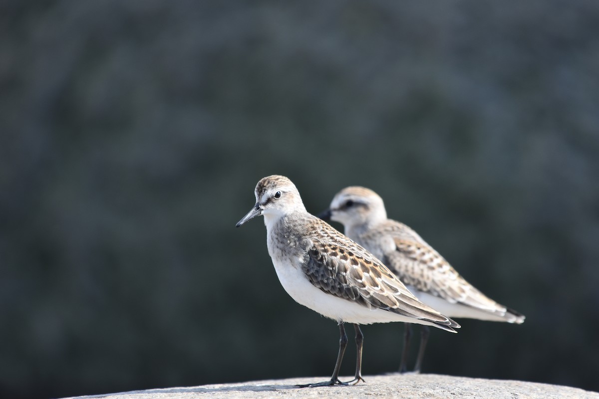 Semipalmated Sandpiper - ML643908593