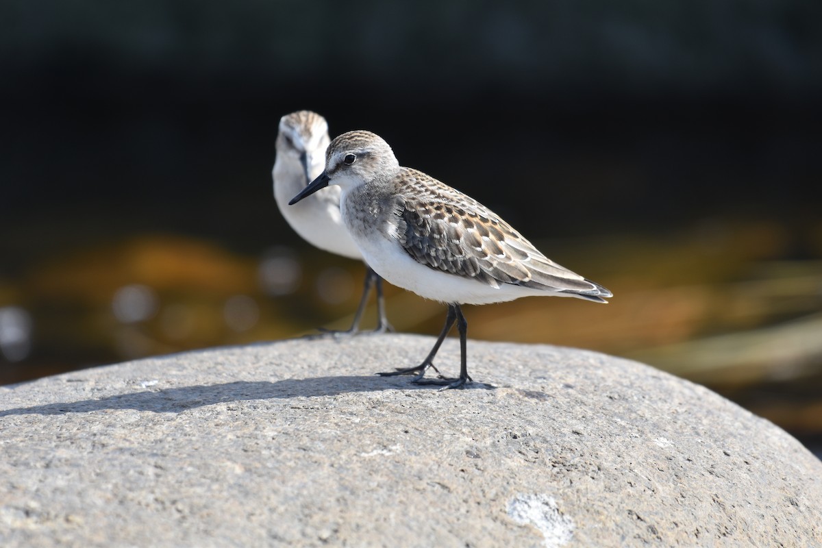 Semipalmated Sandpiper - ML643908594