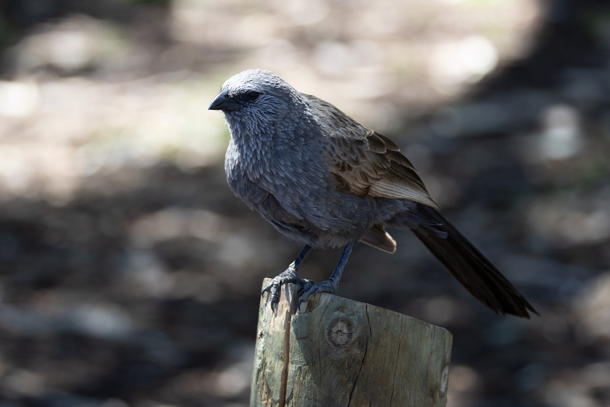 Apostlebird - ML643908632