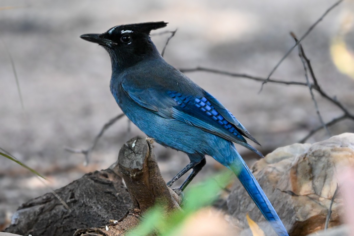Steller's Jay - ML643908658