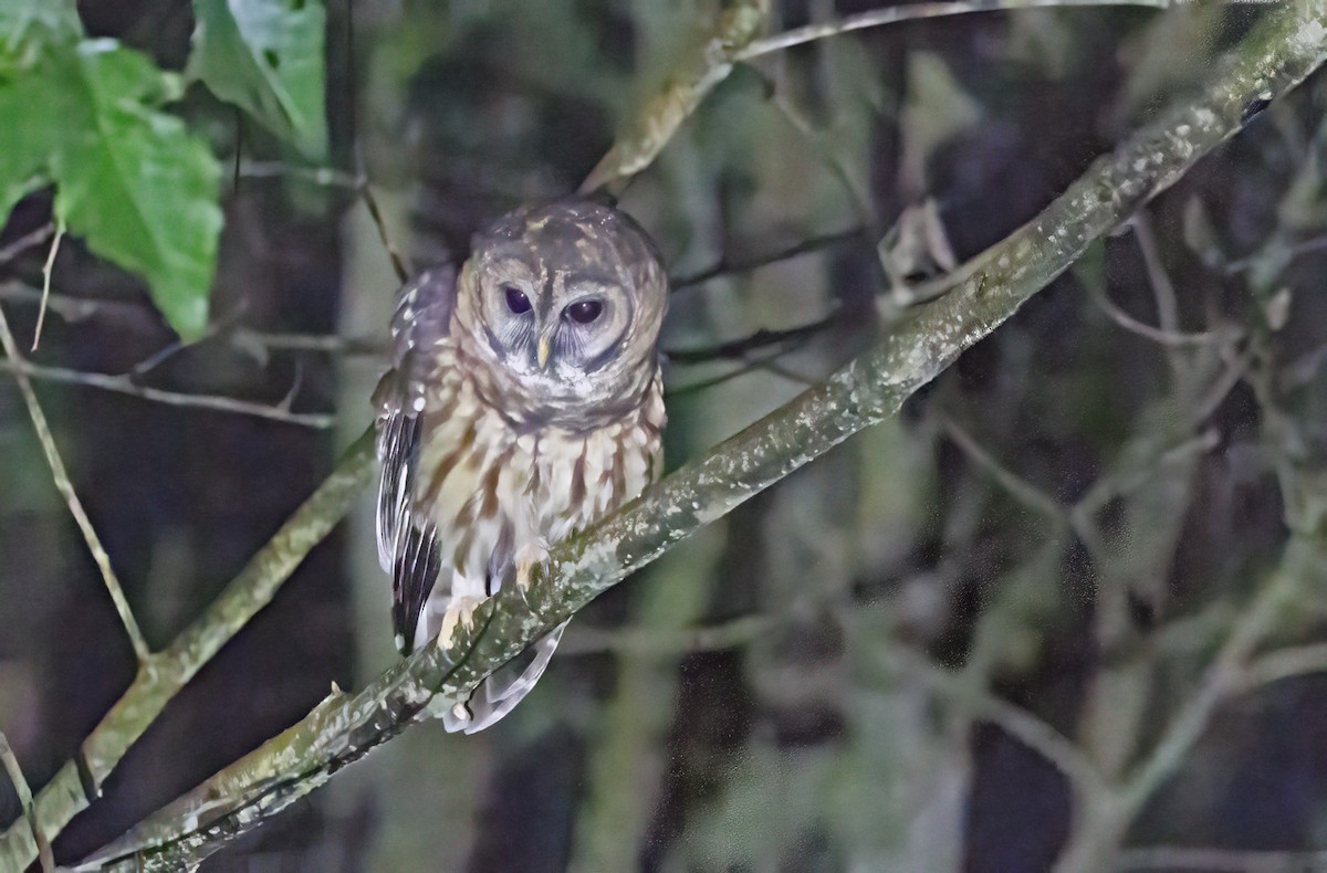 Cárabo Guatemalteco - ML643908669