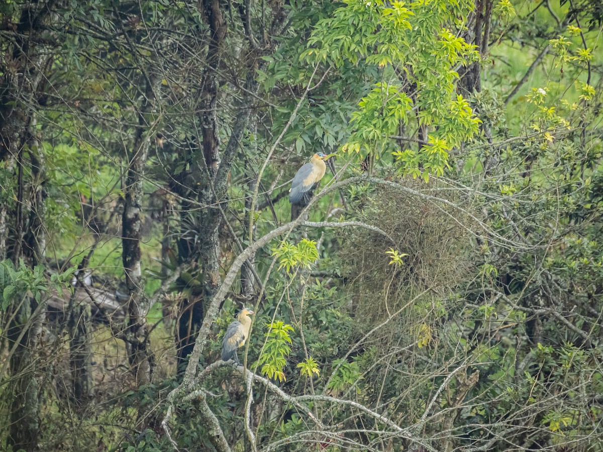 Whistling Heron - ML643908676