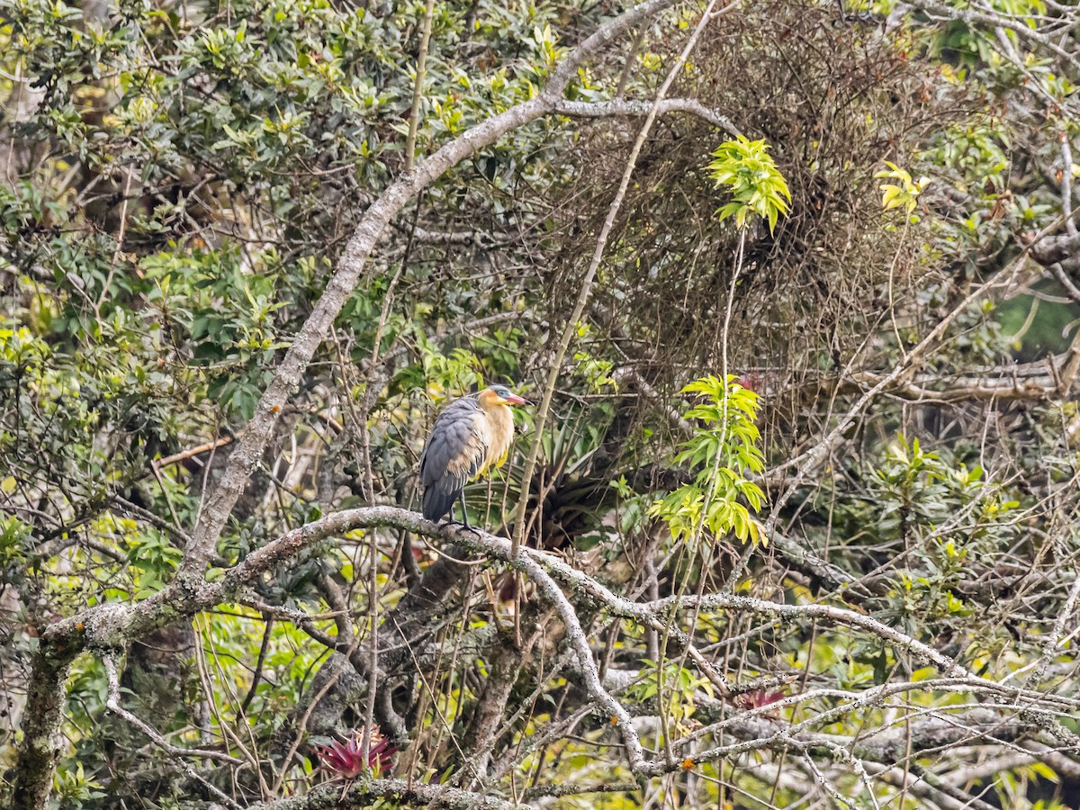 Whistling Heron - ML643908677