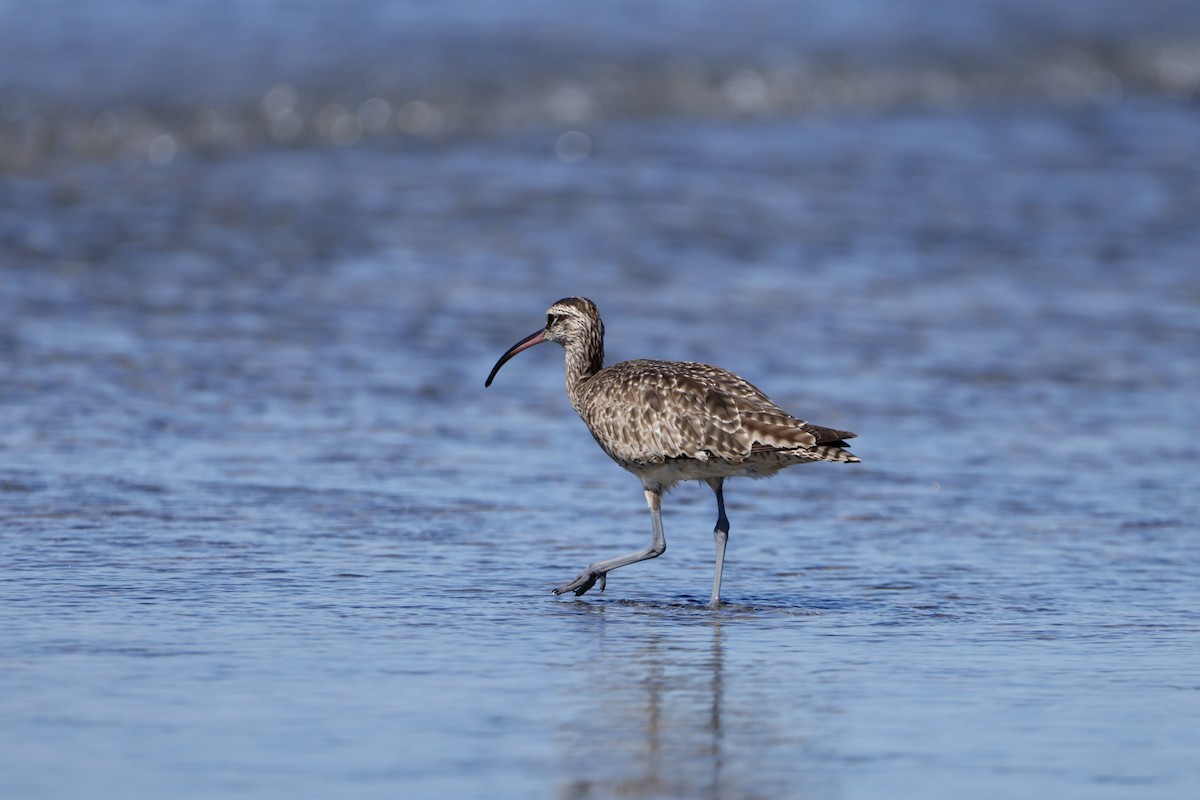 Hudsonian Whimbrel - ML643908680