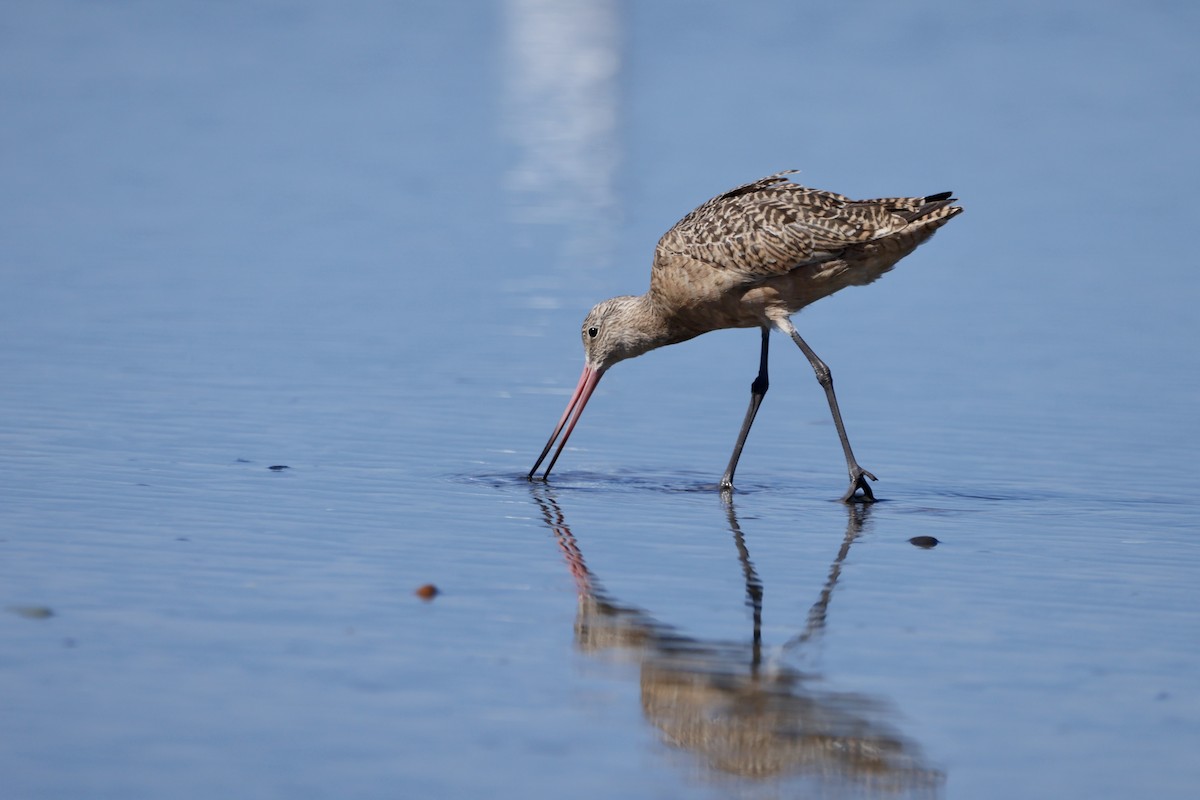 Marbled Godwit - ML643908684