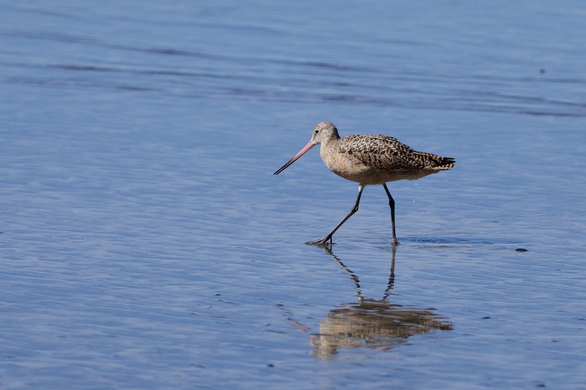 Marbled Godwit - ML643908685