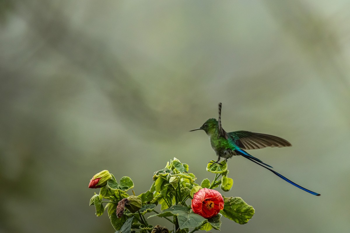 Long-tailed Sylph - ML643908699