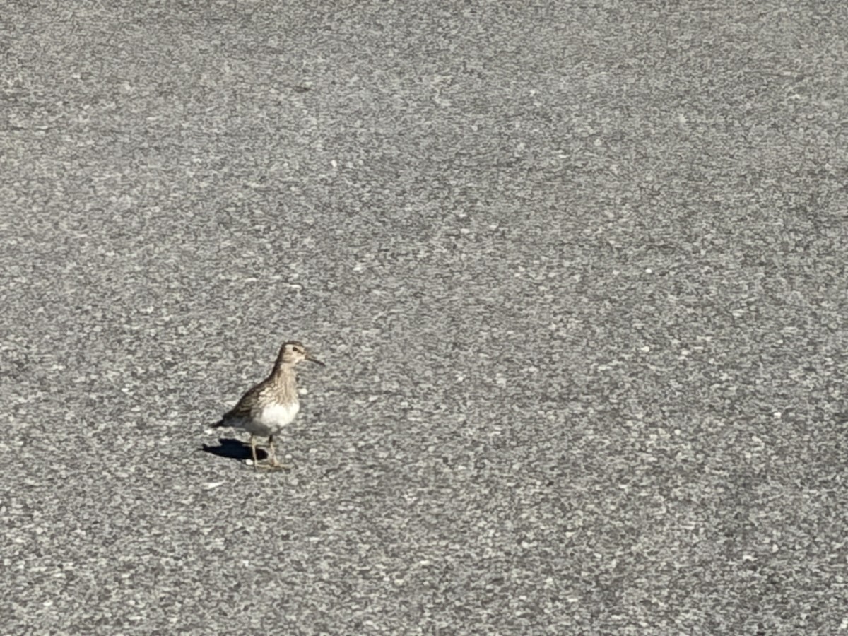 Least Sandpiper - ML643908704