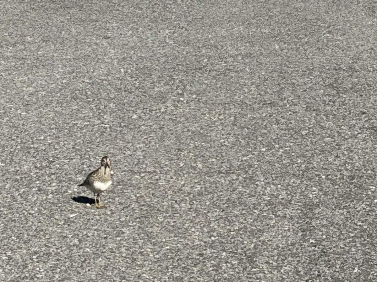 Least Sandpiper - ML643908705