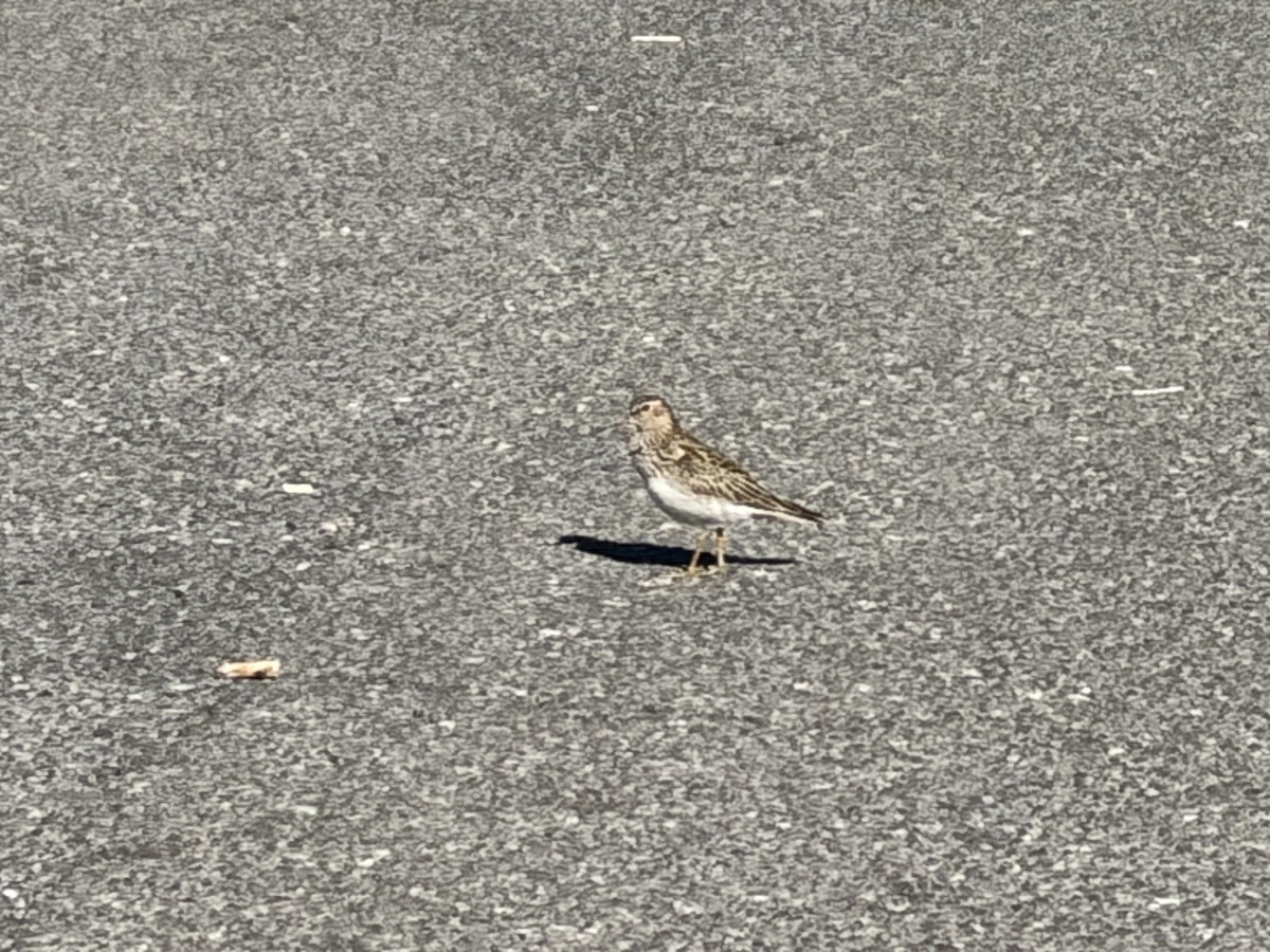 Least Sandpiper - ML643908706