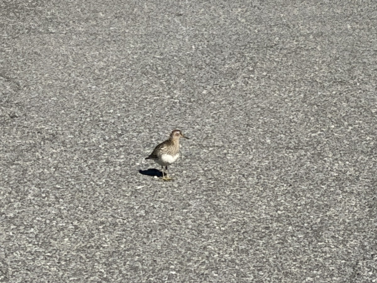 Least Sandpiper - ML643908707