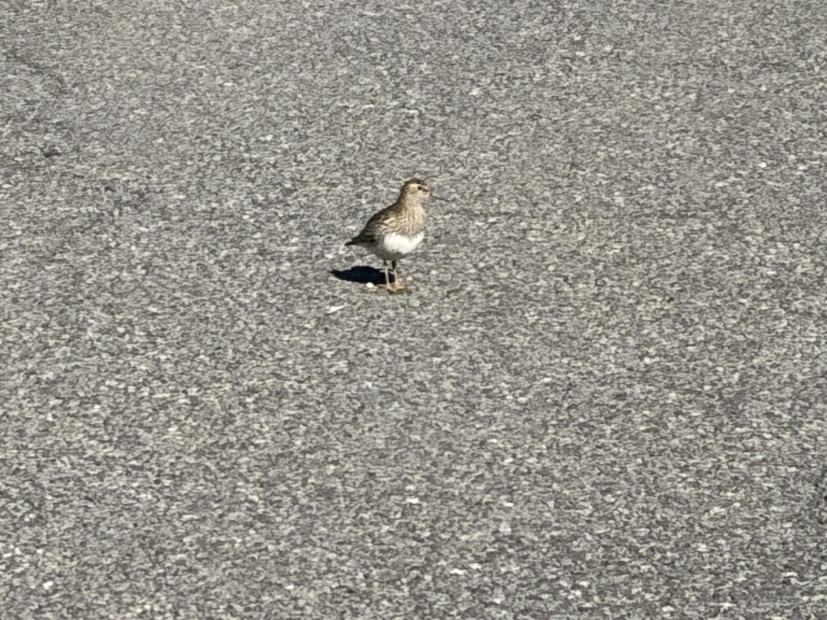 Least Sandpiper - ML643908708