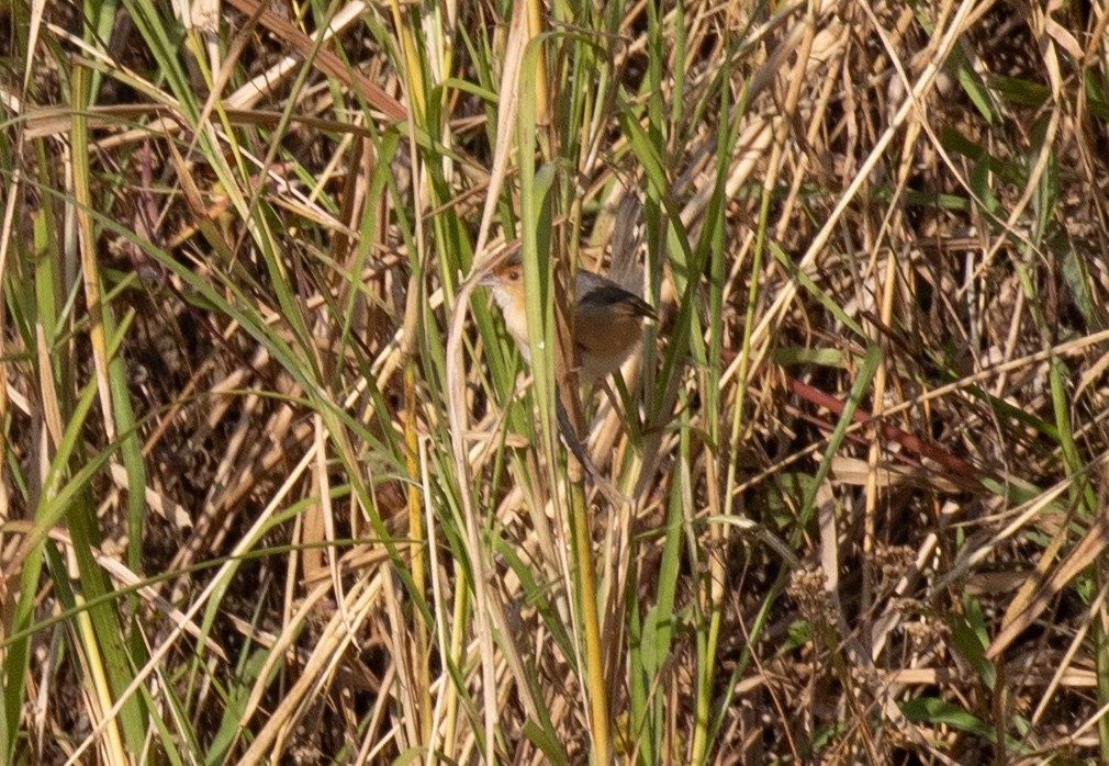 アカガオセッカ - ML643908750