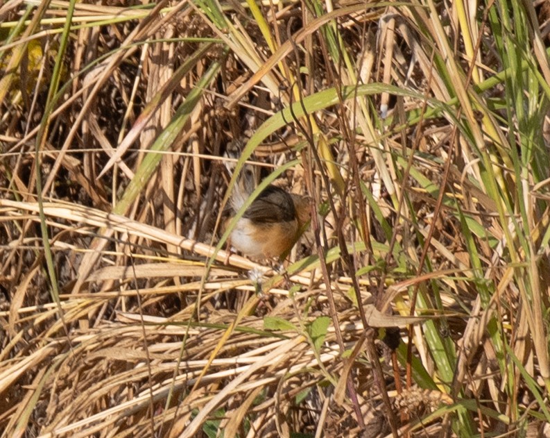 アカガオセッカ - ML643908779