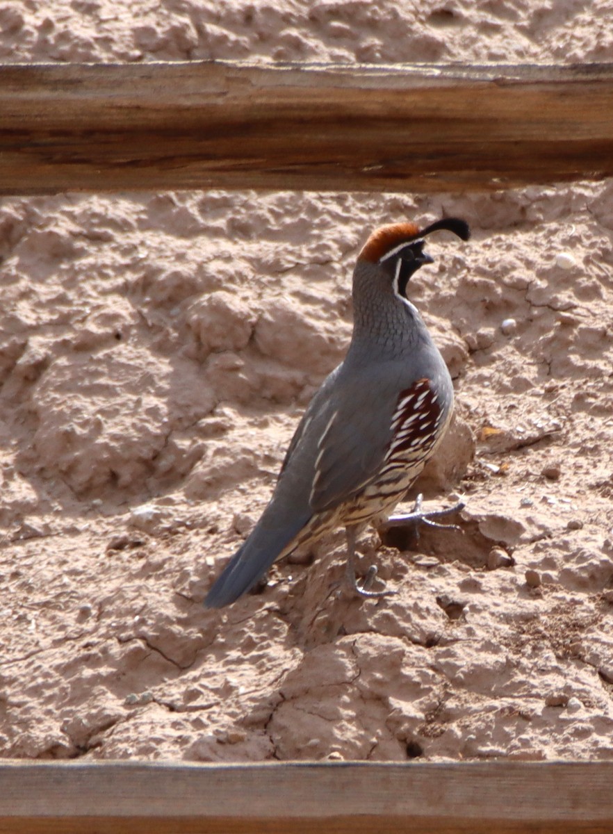 Gambel's Quail - ML643908781