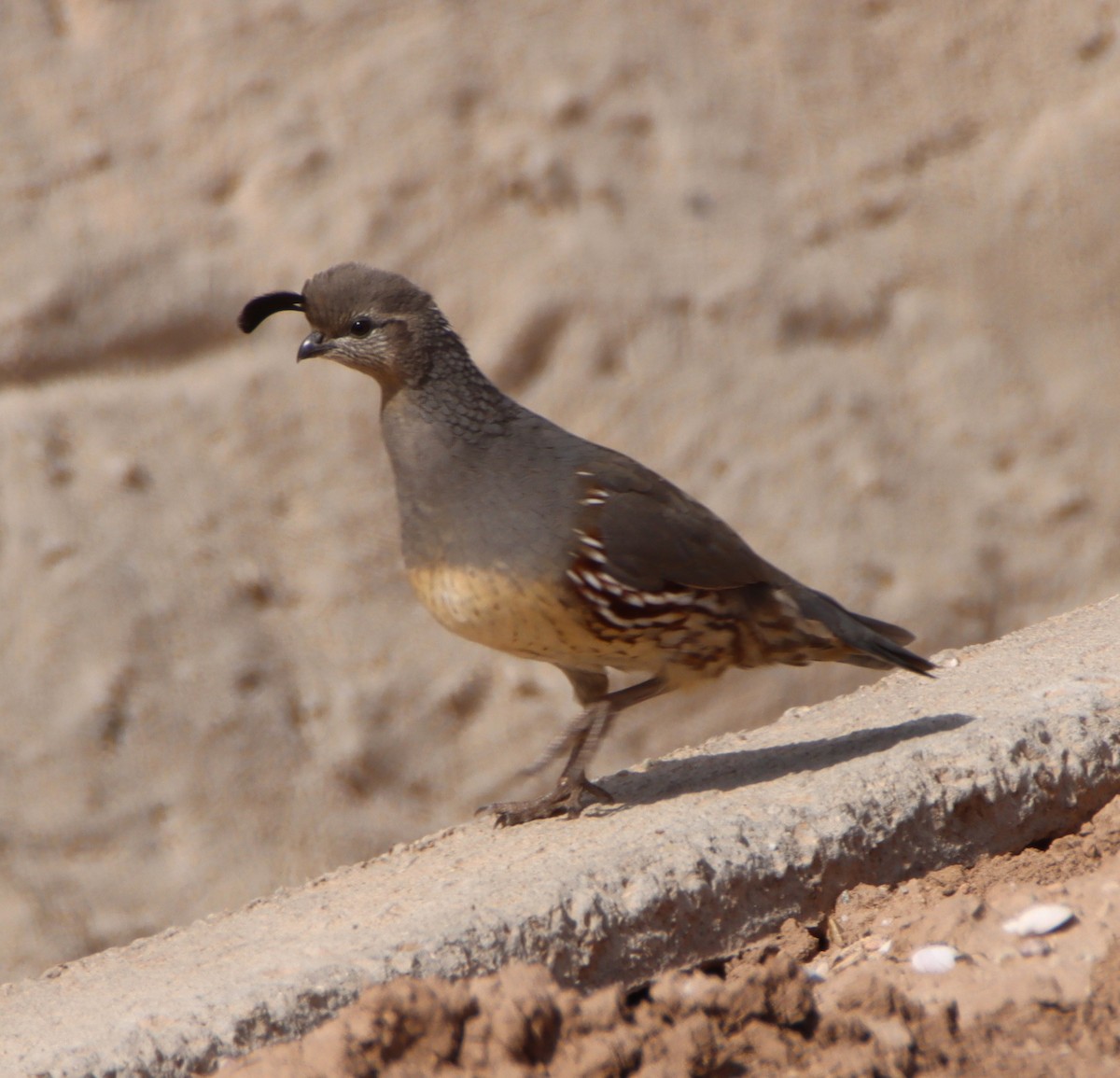 Gambel's Quail - ML643908782