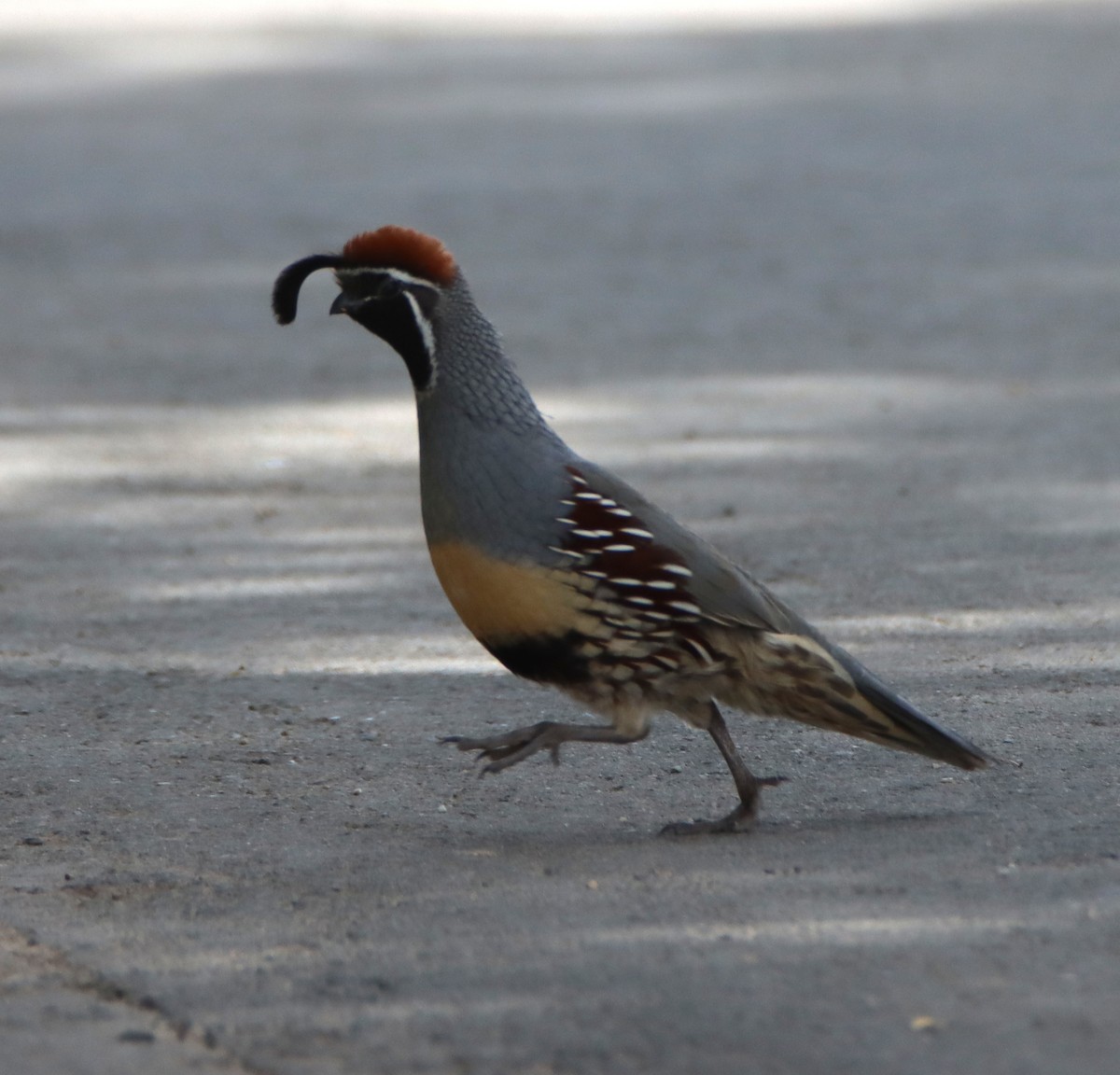 Gambel's Quail - ML643908785