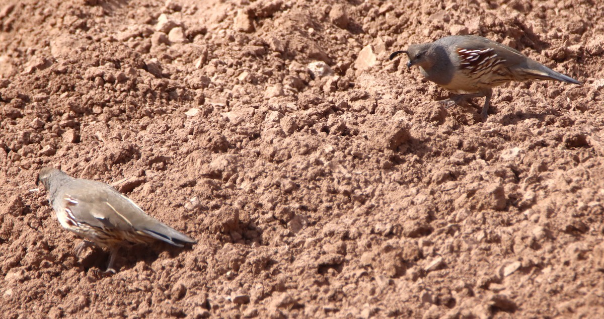 Gambel's Quail - ML643908786