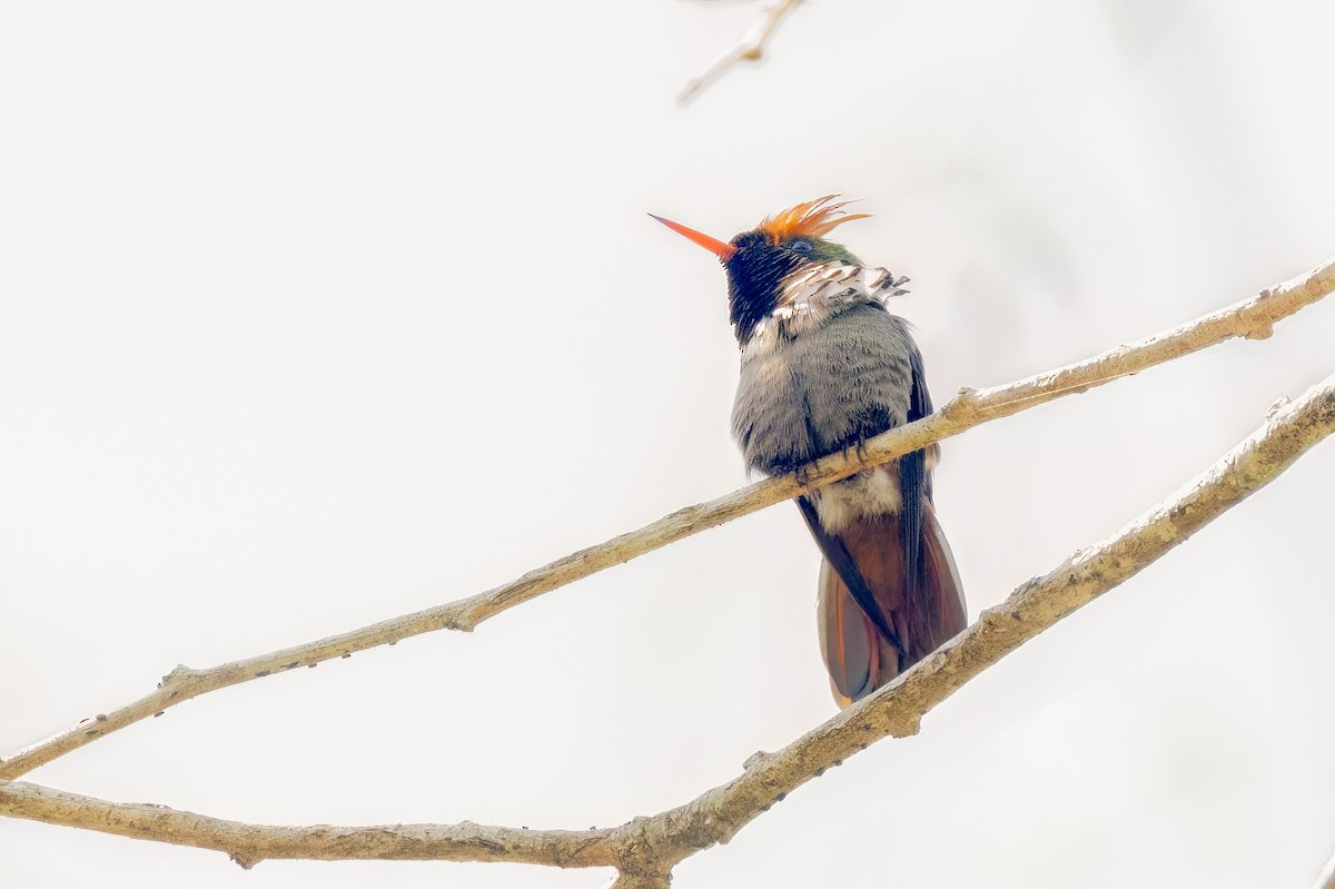 Frilled Coquette - ML643908787