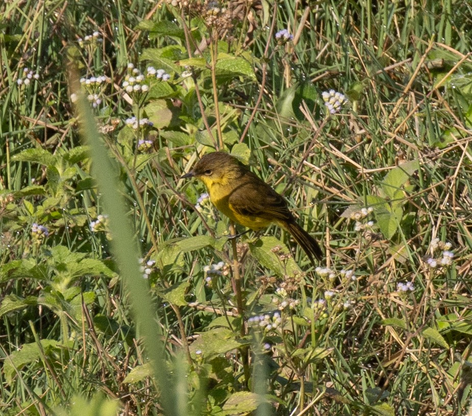 Hypolaïs jaune - ML643908790