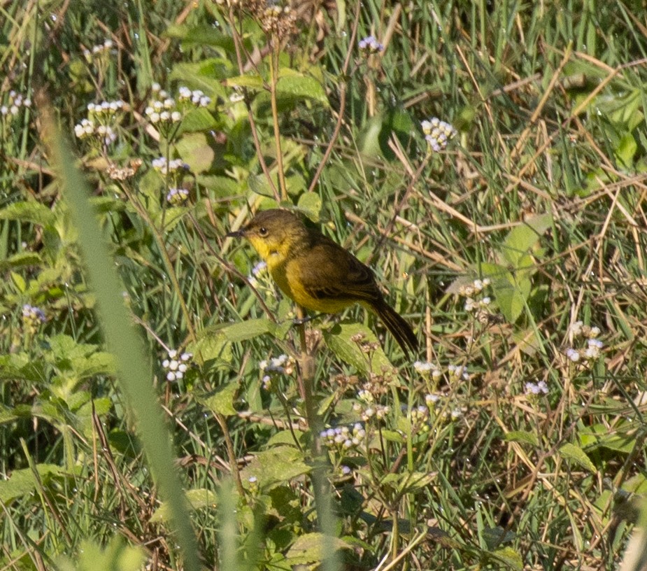 Hypolaïs jaune - ML643908794
