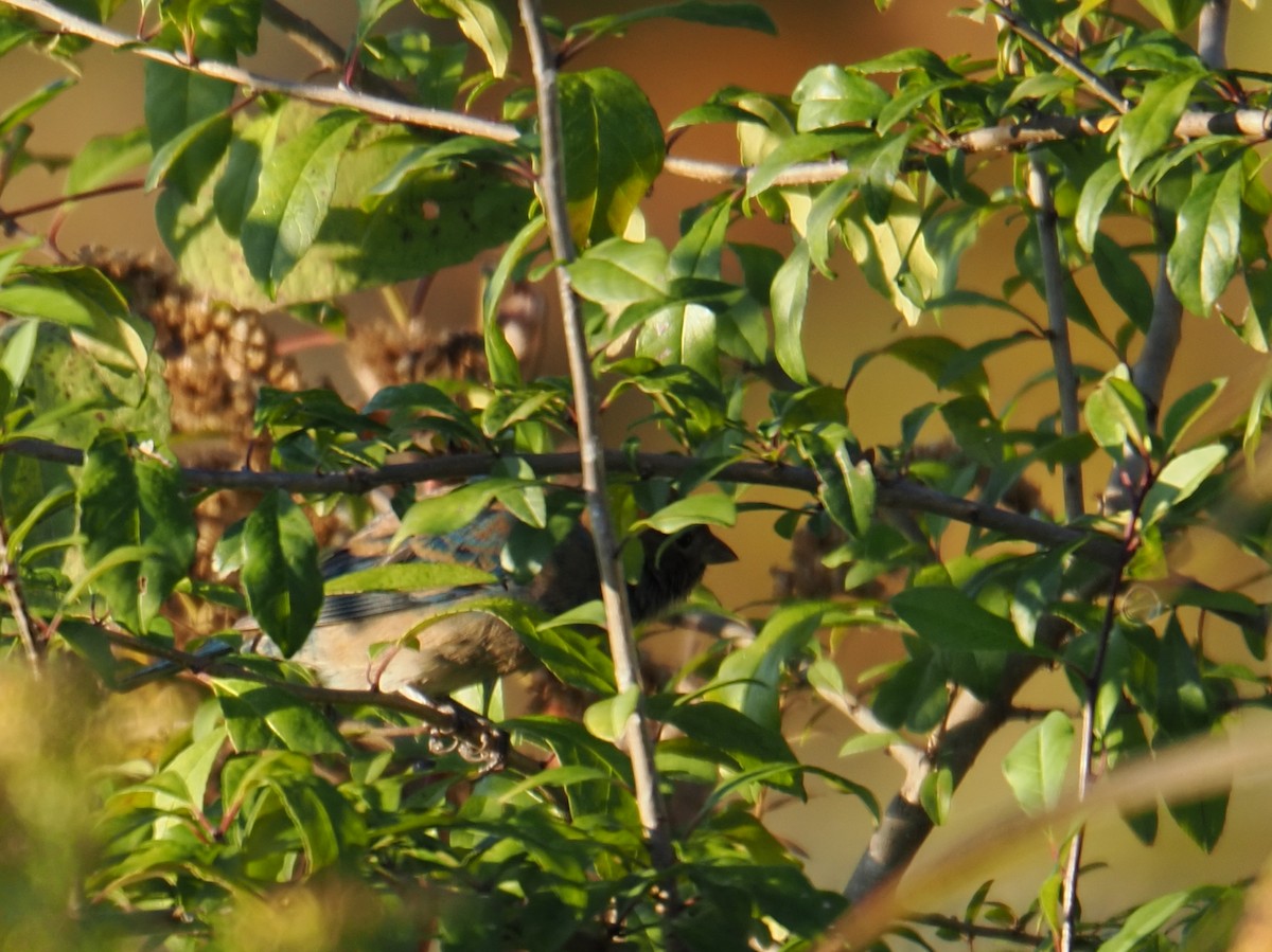 Indigo Bunting - ML643908816