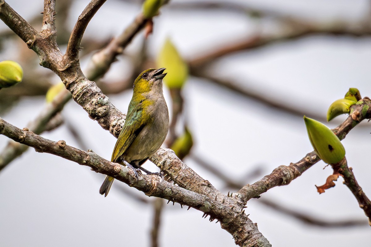 Sarıca Öfonya - ML643908827