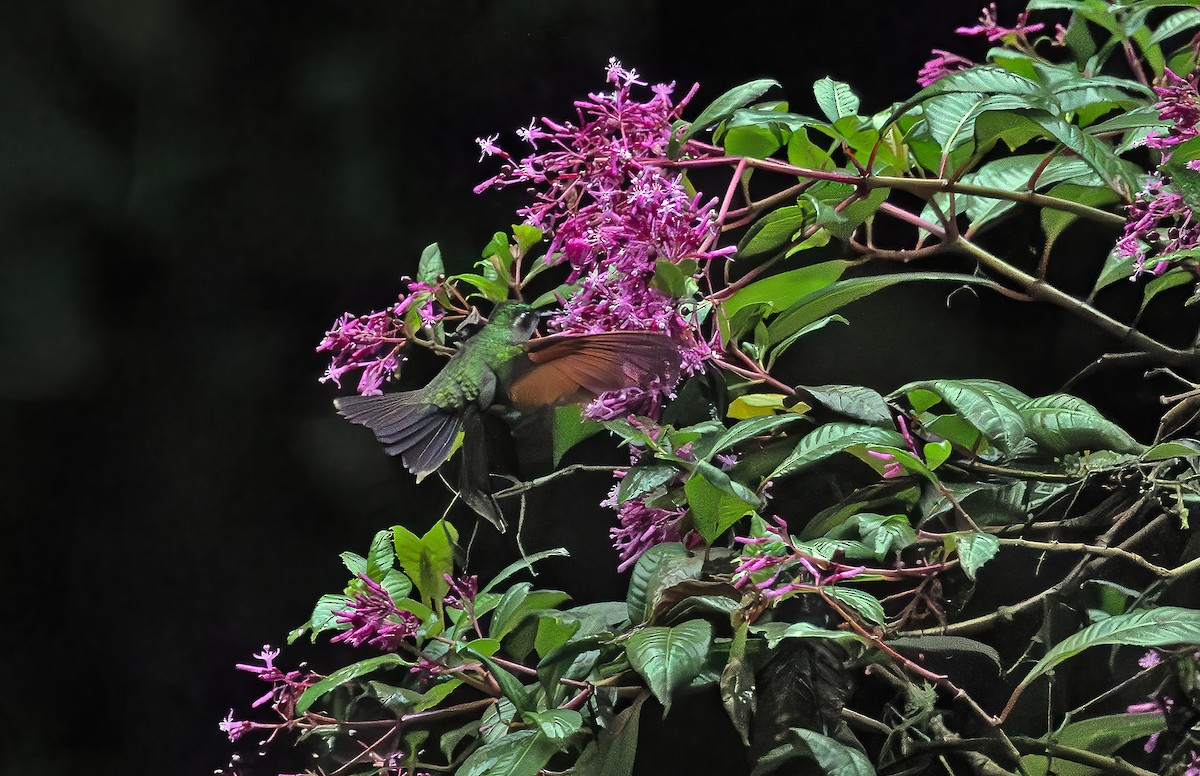 Garnet-throated Hummingbird - ML643908828