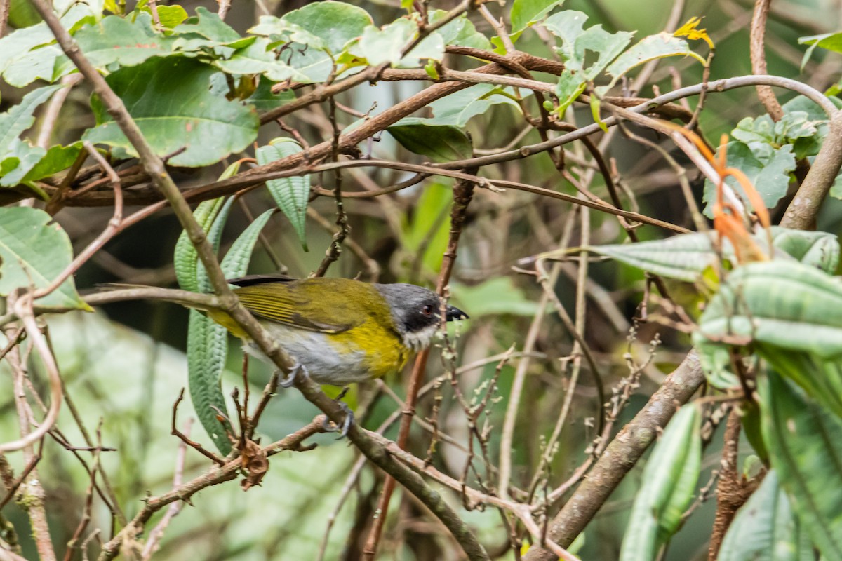 Ashy-throated Chlorospingus - ML643908833