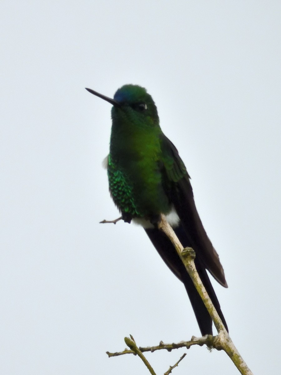 Sapphire-vented Puffleg - ML643908839
