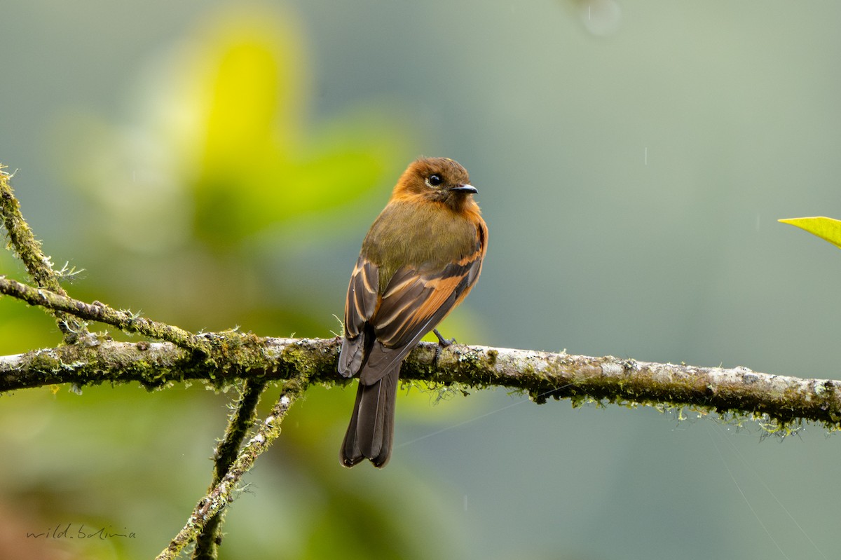 Cinnamon Flycatcher - ML643908843
