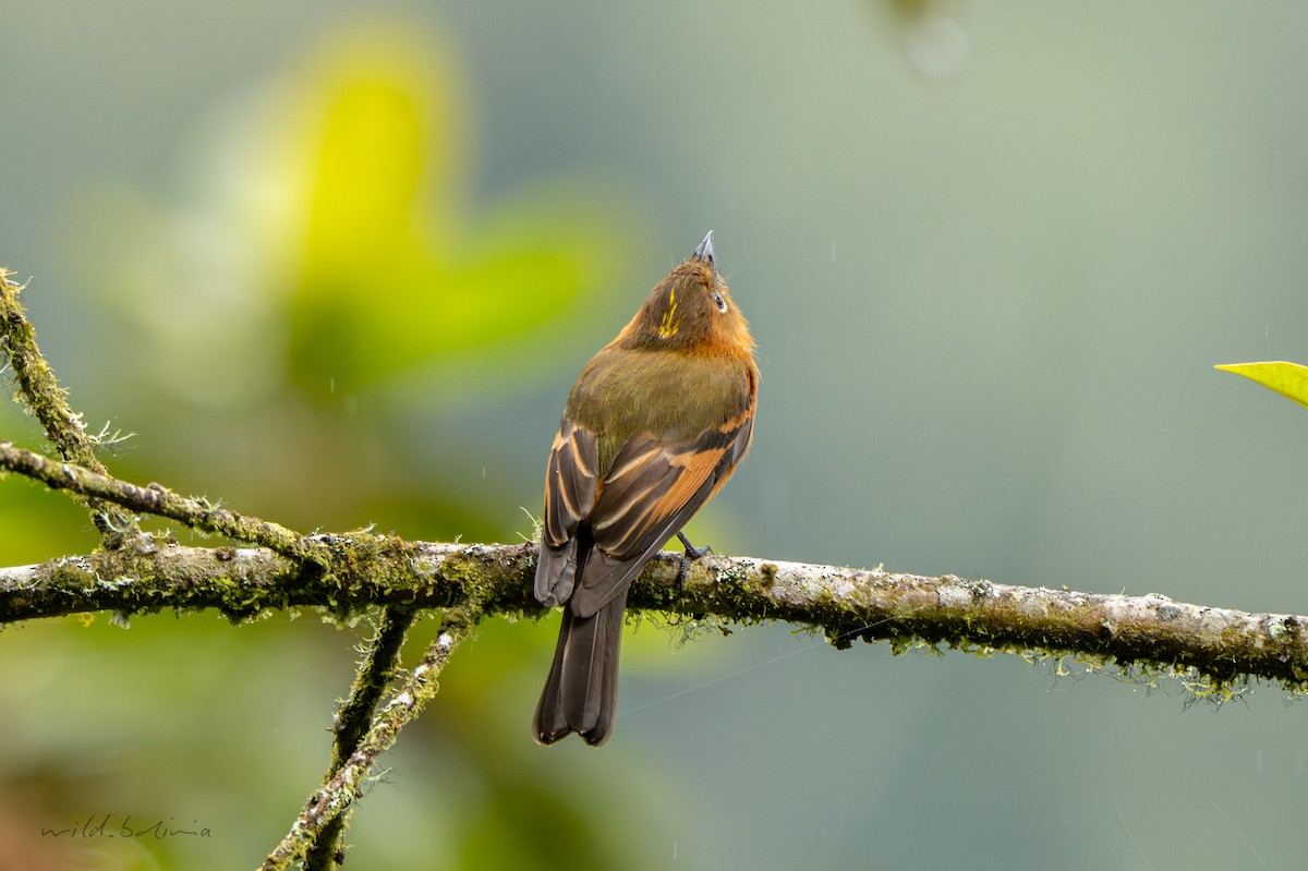 Cinnamon Flycatcher - ML643908844