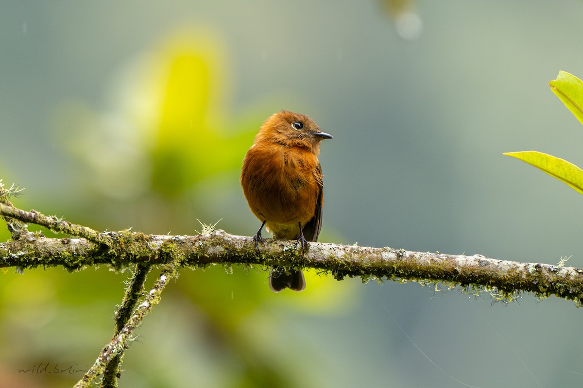 Cinnamon Flycatcher - ML643908845