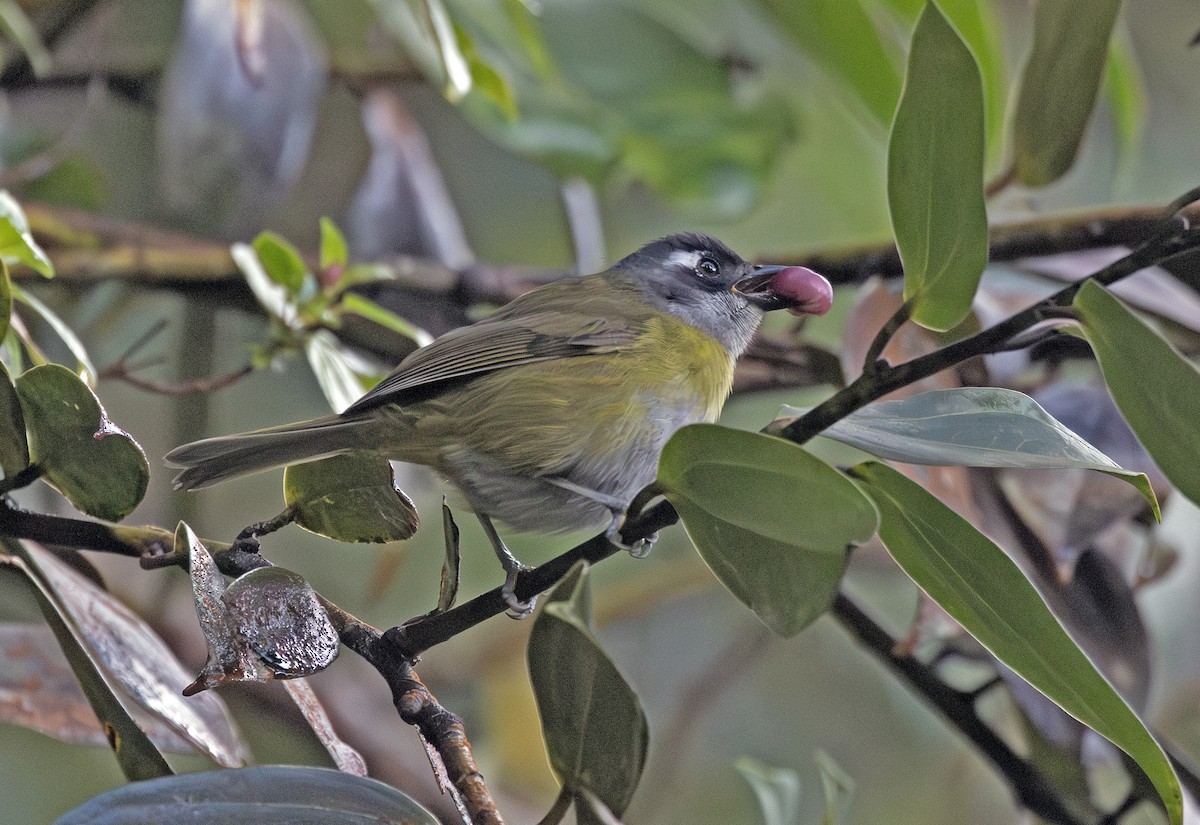 Common Chlorospingus (Middle America) - ML643908847