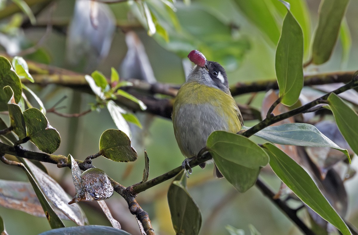 Common Chlorospingus (Middle America) - ML643908851
