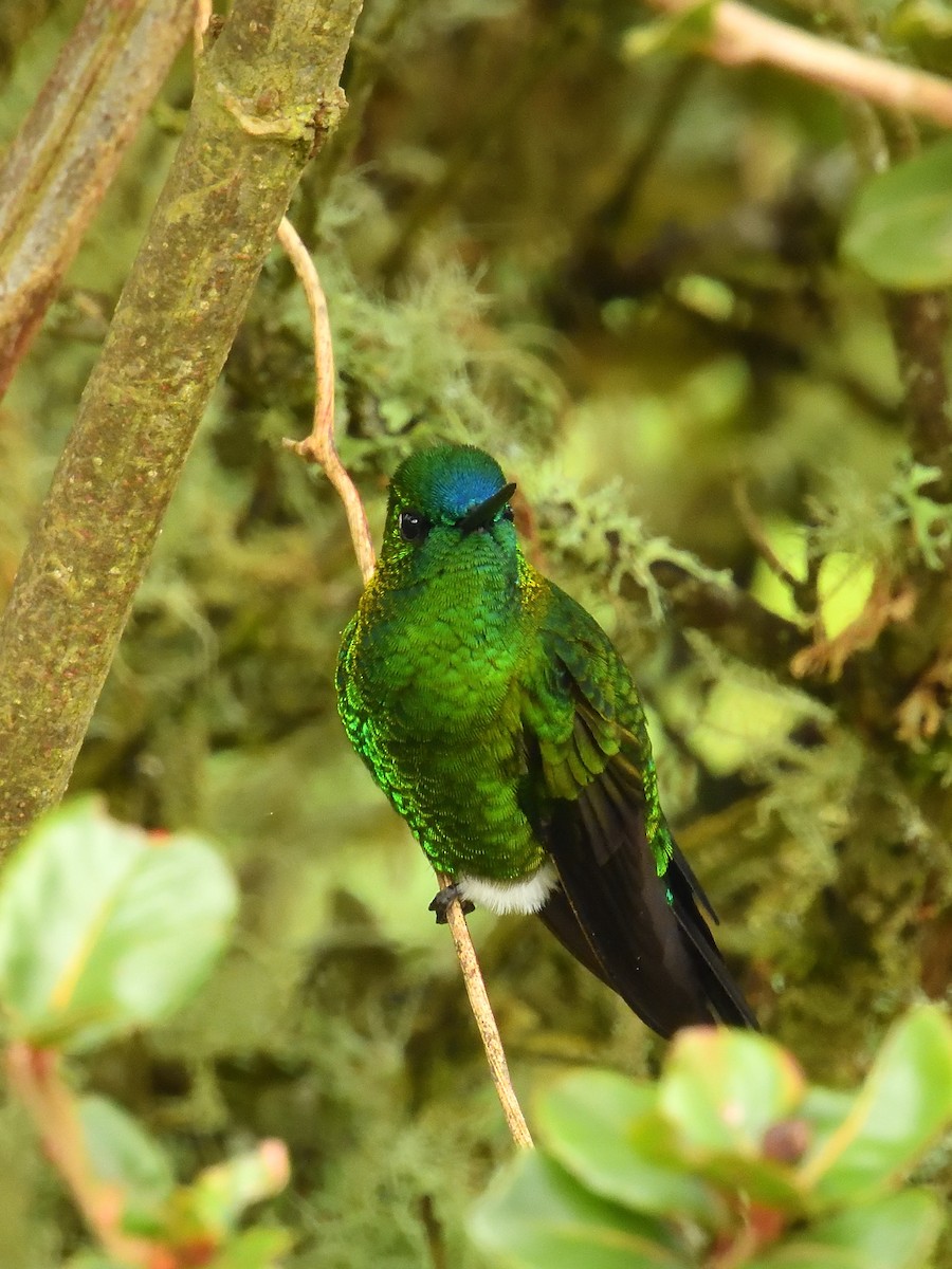 Sapphire-vented Puffleg - ML643908854