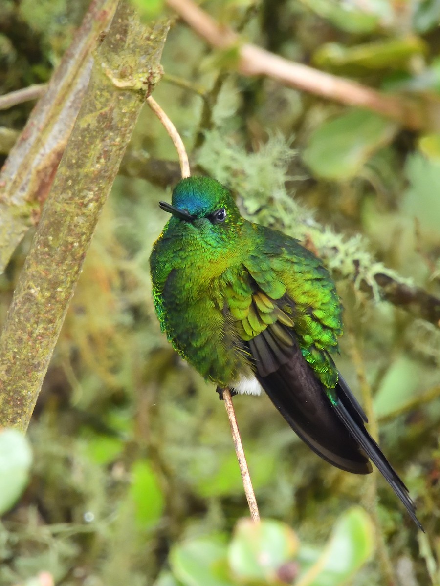 Sapphire-vented Puffleg - ML643908855