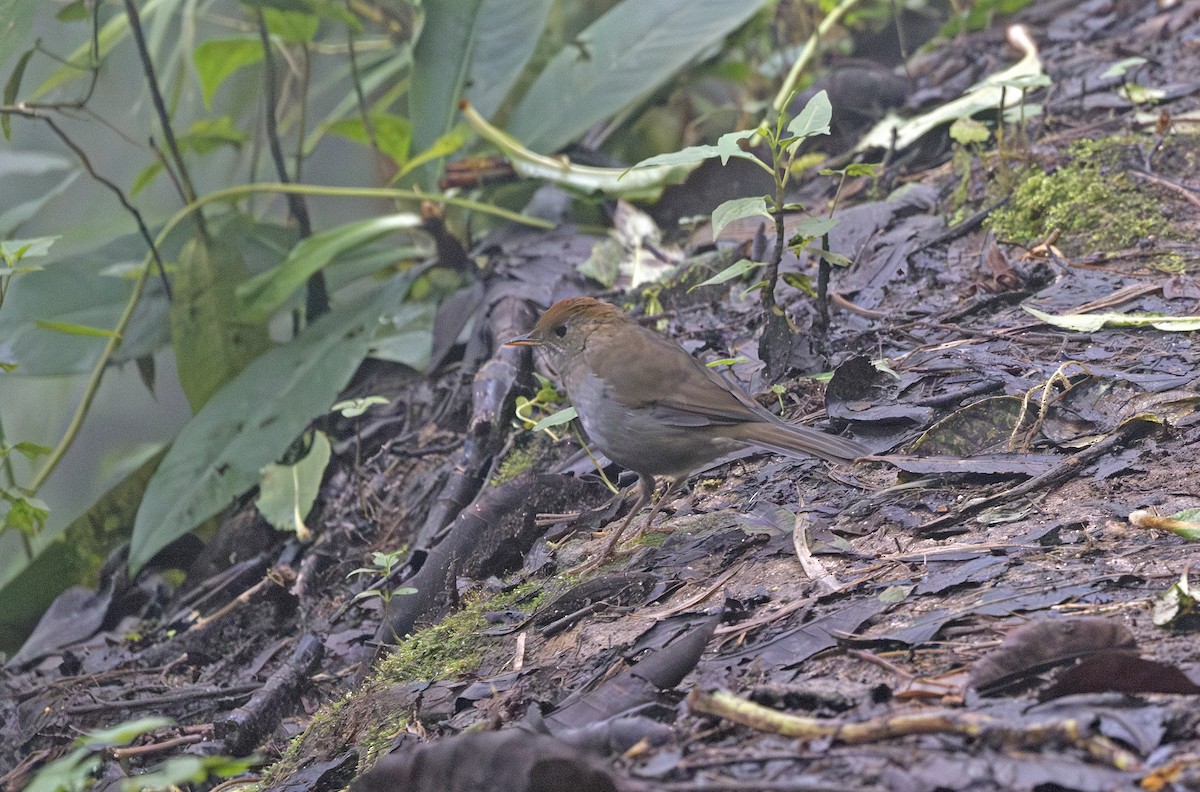 Рыжеголовый соловьиный дрозд - ML643908882