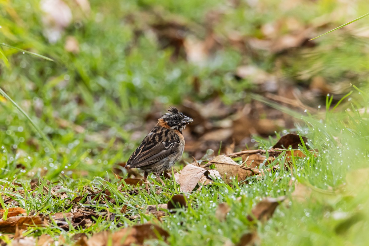 Rufous-collared Sparrow - ML643908885