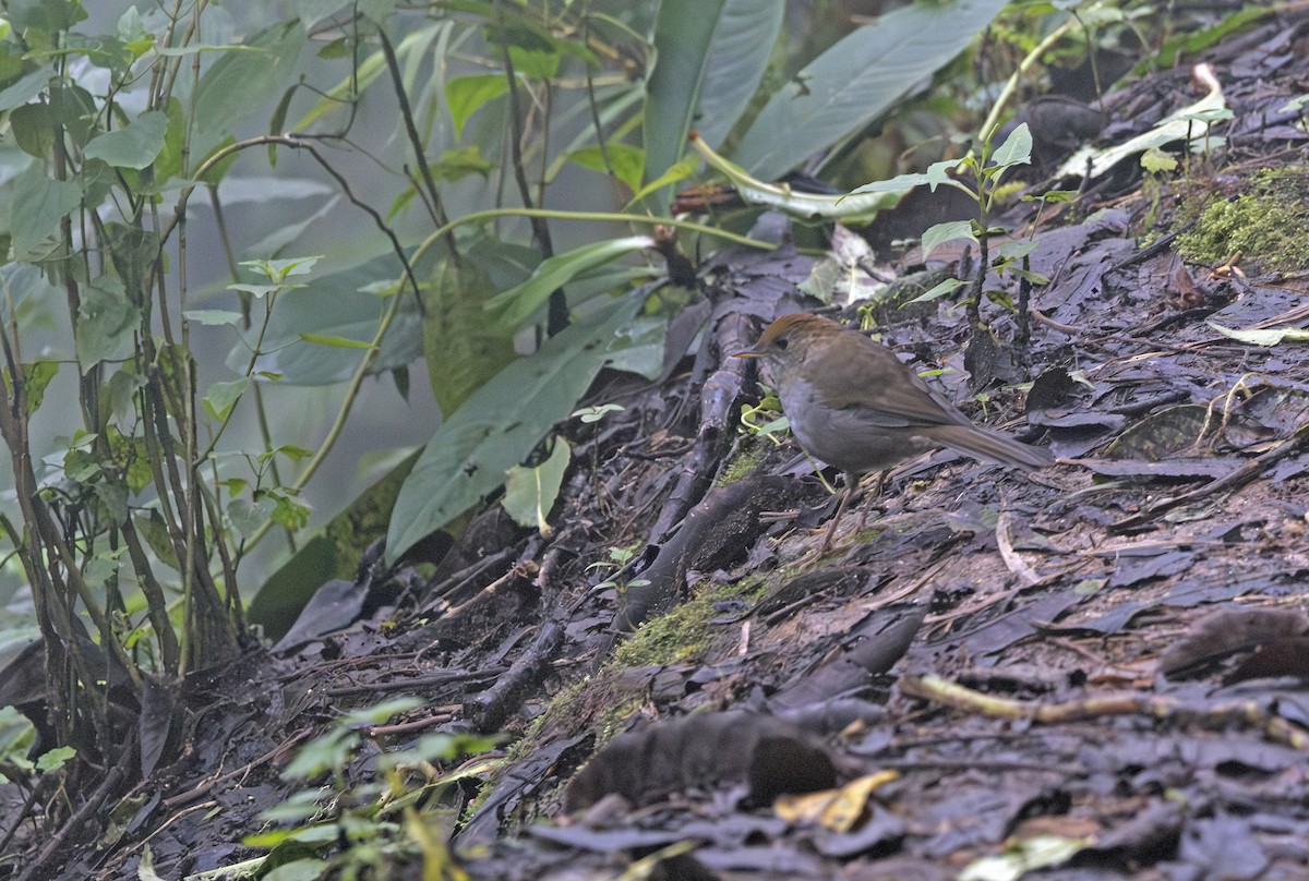 Рыжеголовый соловьиный дрозд - ML643908886