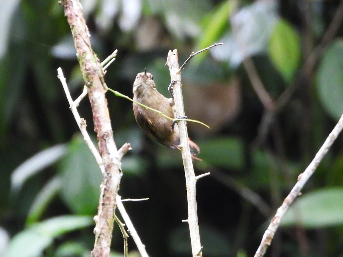 Northern Plain-Xenops - ML643908887