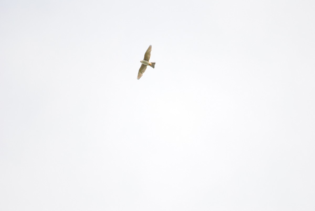 Pearl Kite - ML643908891