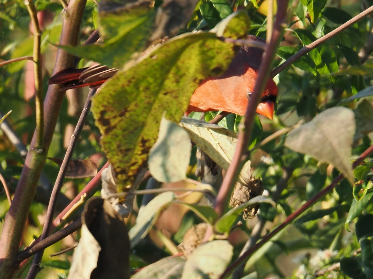 Northern Cardinal - ML643908900