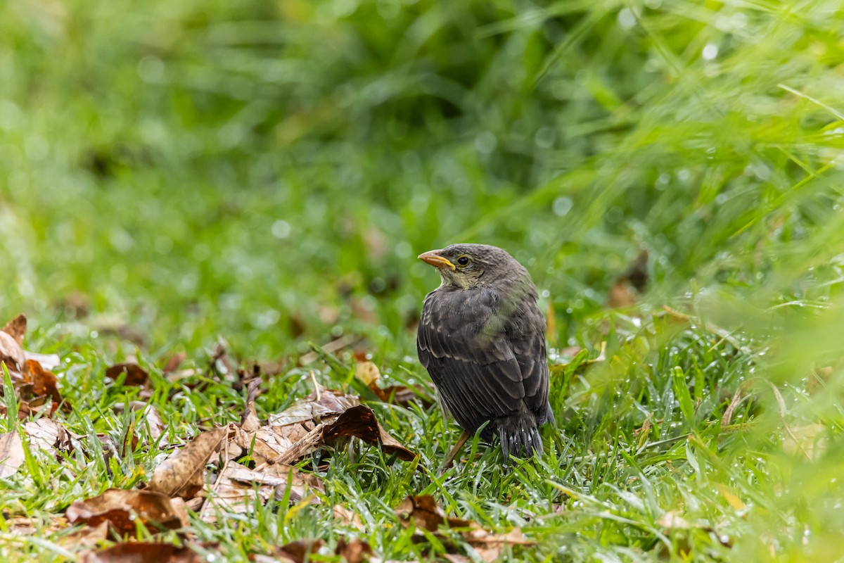 Shiny Cowbird - ML643908904