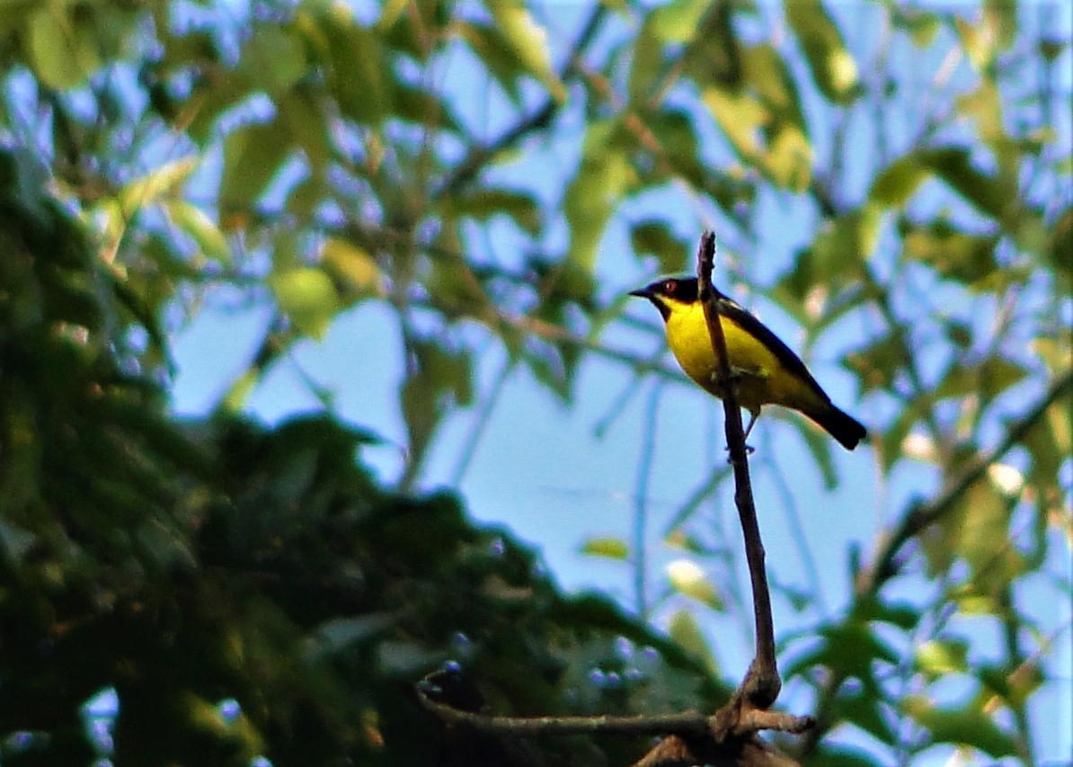 Yellow-bellied Dacnis - ML64390891