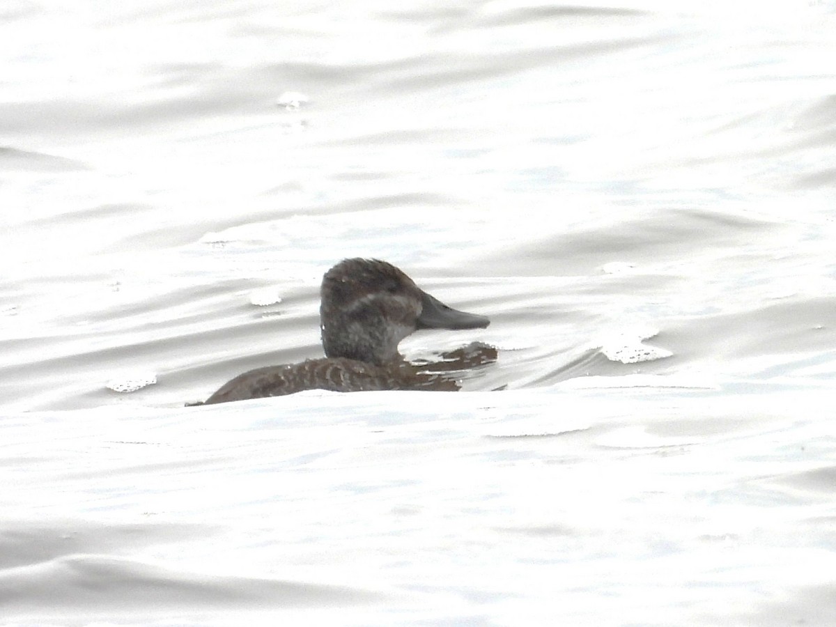 Lake Duck - ML643908918