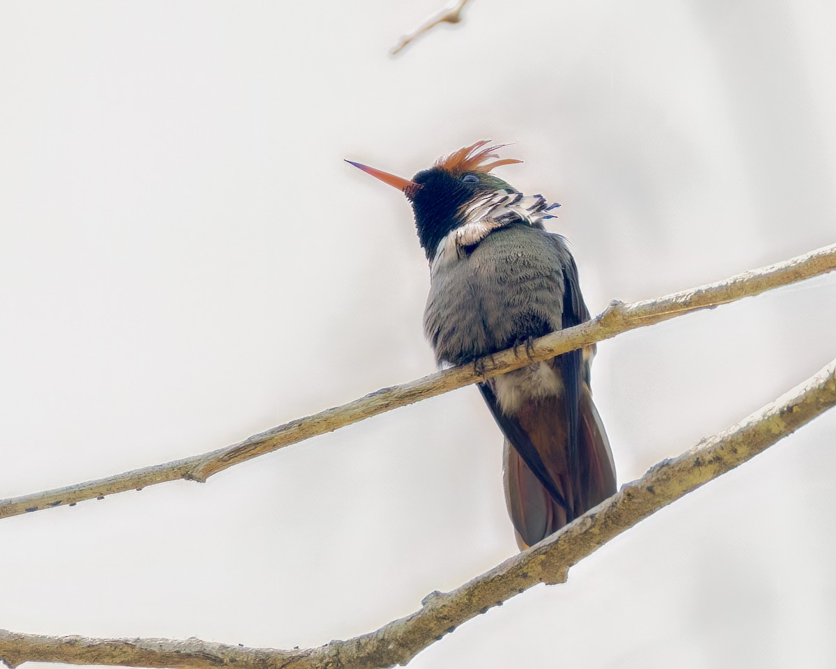 Frilled Coquette - ML643908924