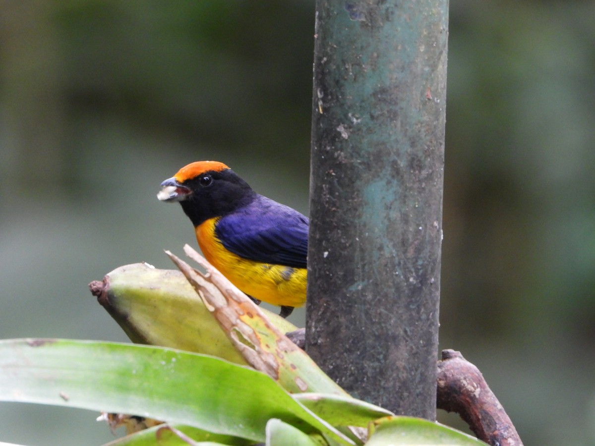 Tawny-capped Euphonia - ML643908927