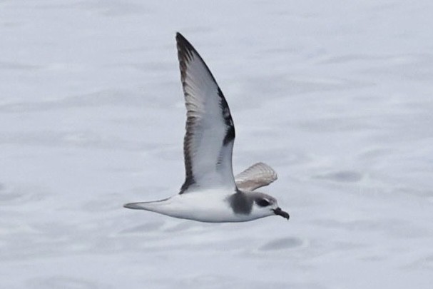 Şili Fırtınakuşu - ML643908928