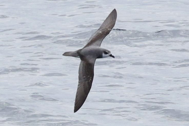 Şili Fırtınakuşu - ML643908929